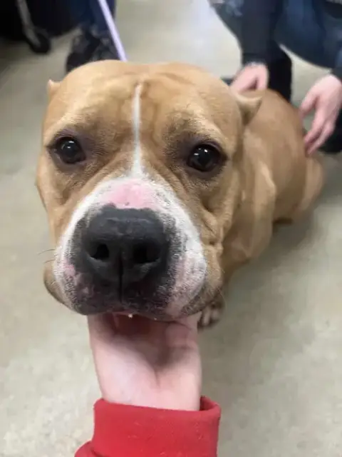 Honey Bun-$75 Adoption Fee! Diamond Dog! photo 2