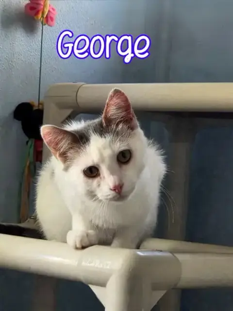 George photo 3