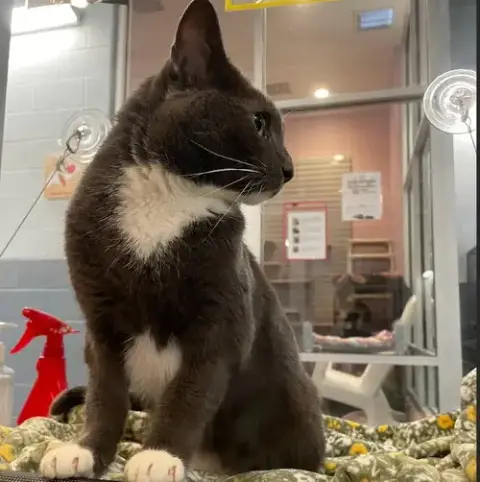 Ariel *In Foster*