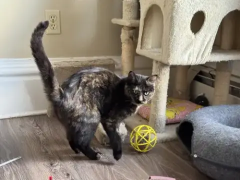 Miss Marbles
