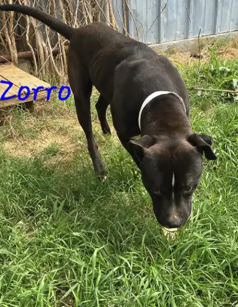 Zorro photo 2