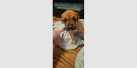 Penleigh Puppy