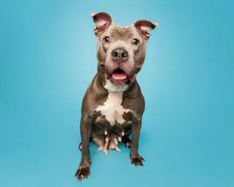Petal