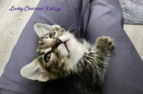 Lucky Charmer Kellogg photo 2