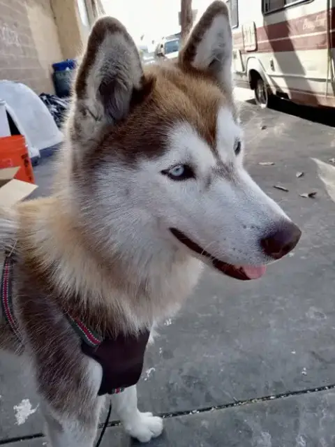 Sasha photo 2