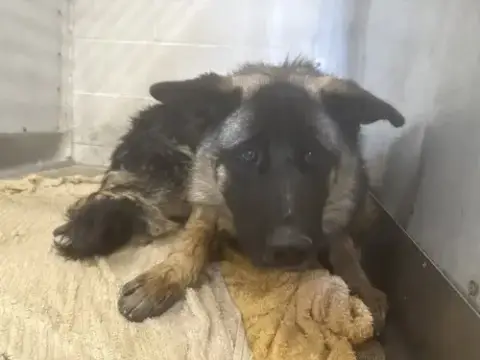 Hazel