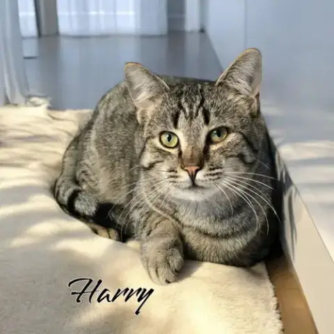 Harry
