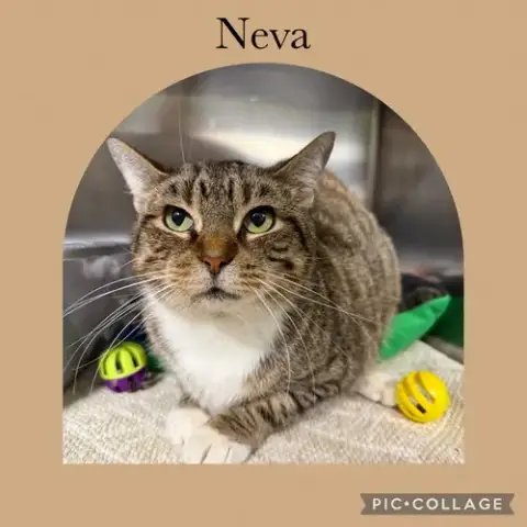 Neva