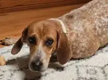 Rosie