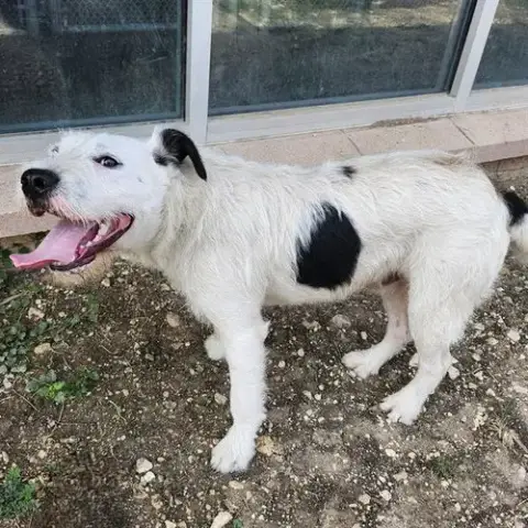 Benji
