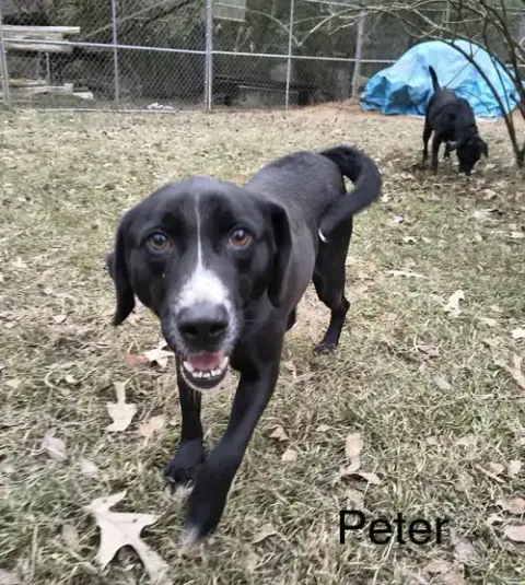 Peter photo 2