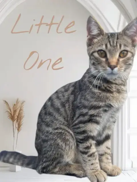 Little One photo 3