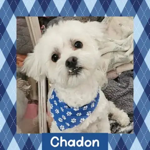 Chadon
