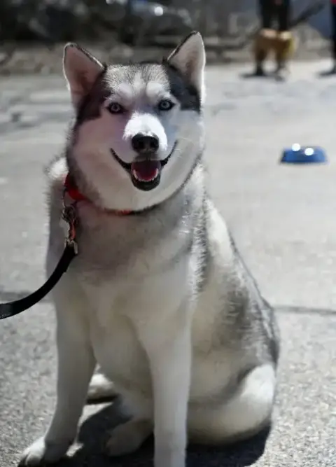 Nika *Local* photo 2