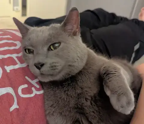 Nala photo 3