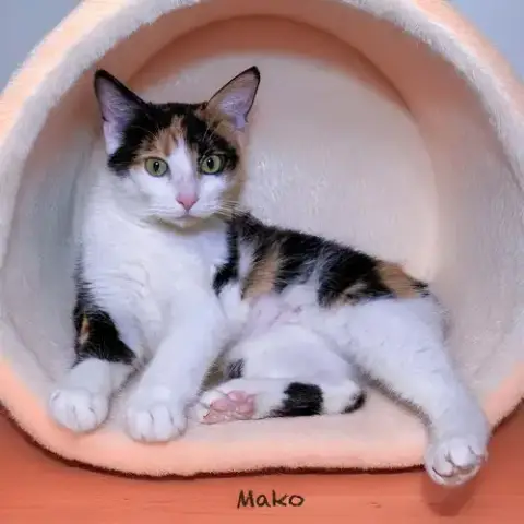 Mako