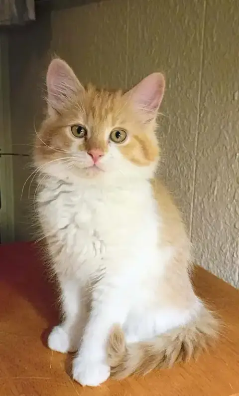 Roxy