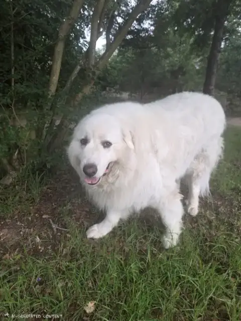 Samson photo 4