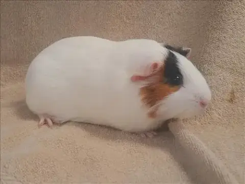 Bella