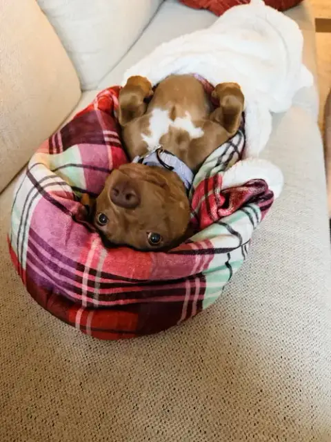 Roux photo 3
