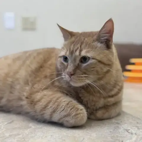Mammas & Simba photo 2