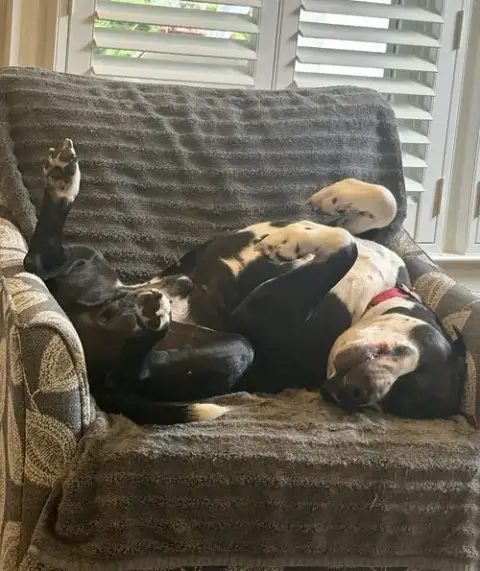 Socks photo 3