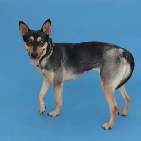 Frida