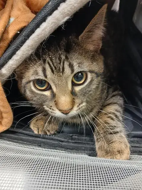 Cilantro
