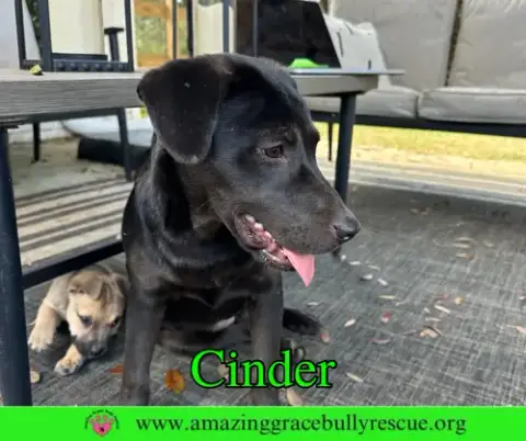 Cinder photo 5