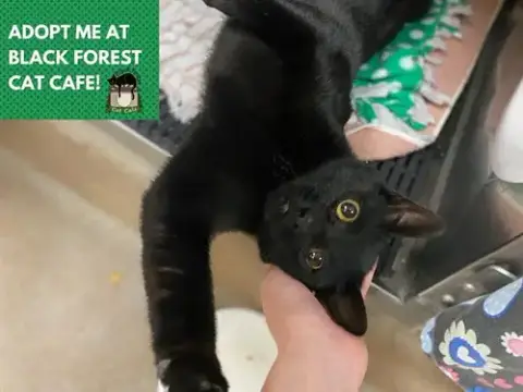 Jett