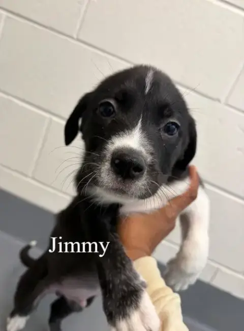 Jimmy