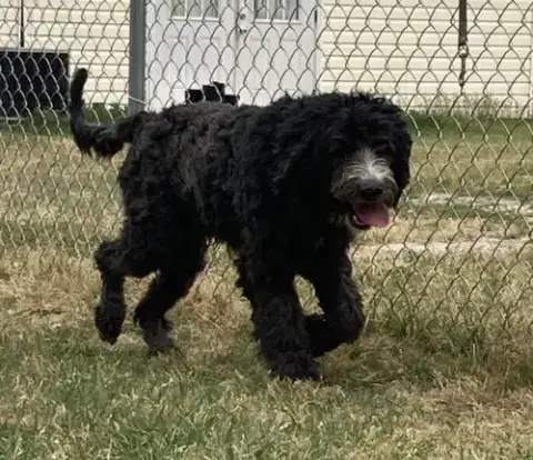 Reggie photo 3