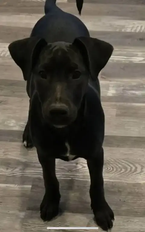 The Canine Coven “Queenie” In Foster