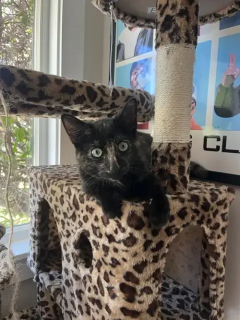 Gigabyte