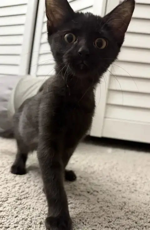 Jet