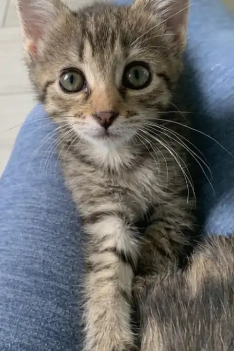 Iris