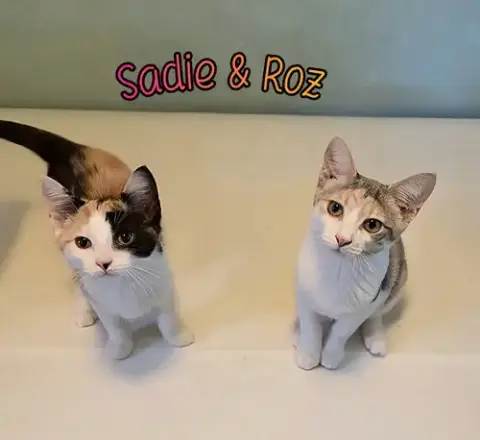 Roz photo 4