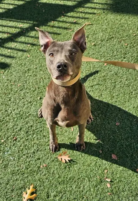 Chyanne-Adoption Fee $75! Diamond Dog! photo 4