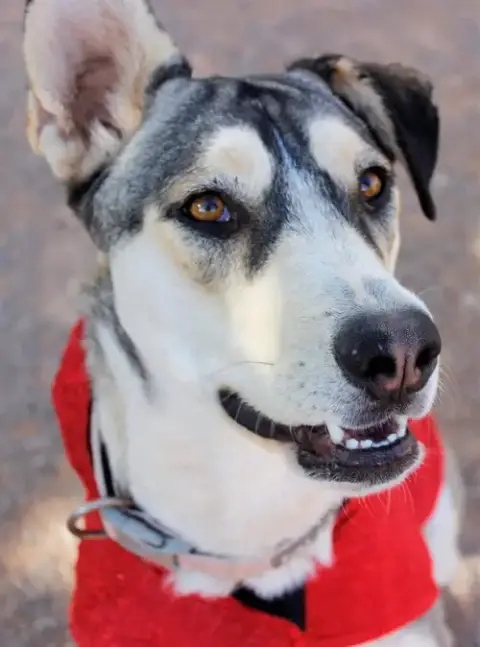 Zia