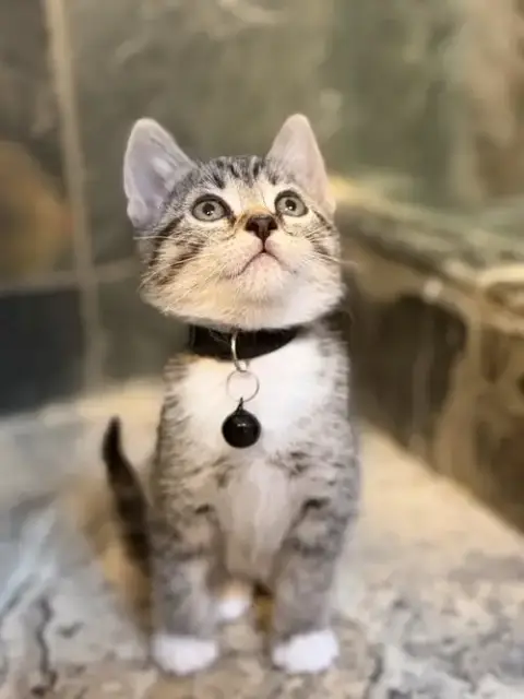 Halo