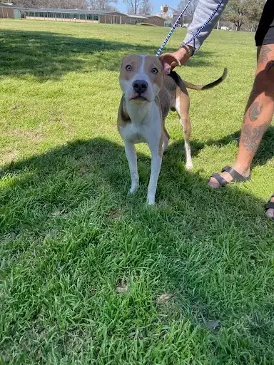 Benji