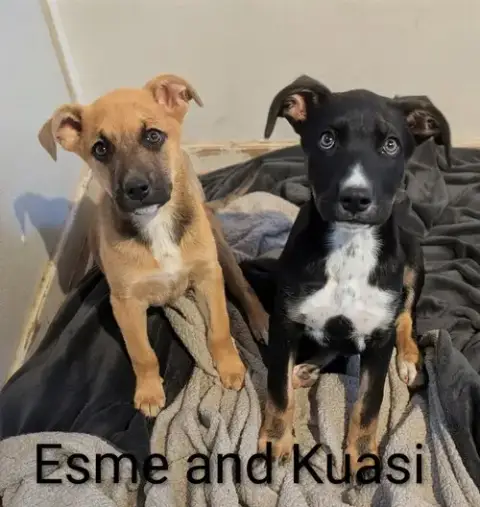 Kuasimodo photo 2