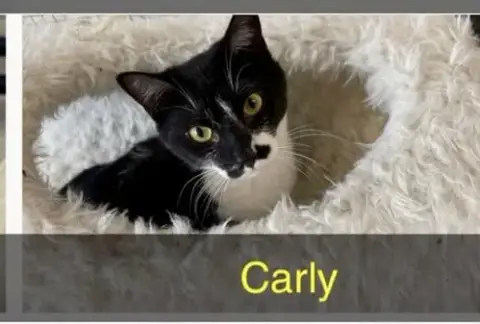 Carly photo 2