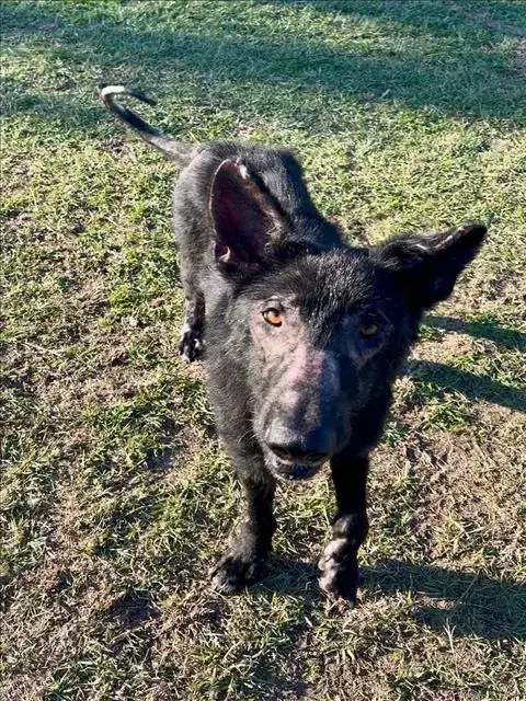 Logan