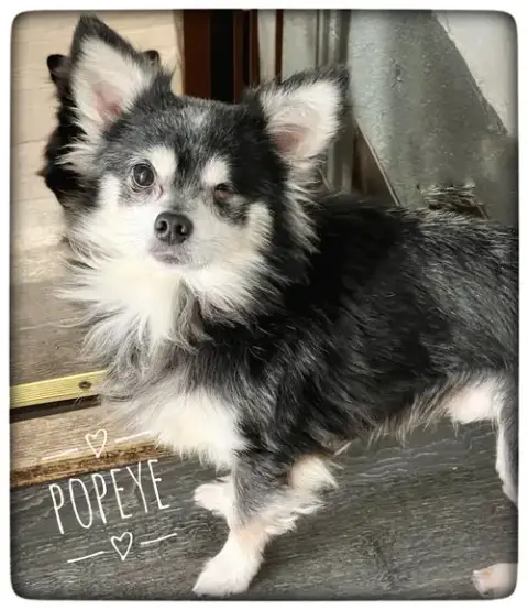 Popeye photo 5