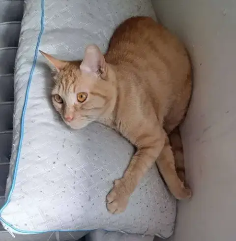 Cheeto3 photo 3