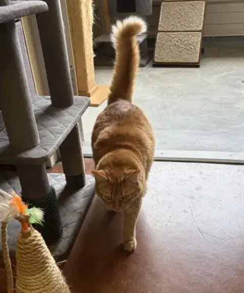 Garfield photo 2