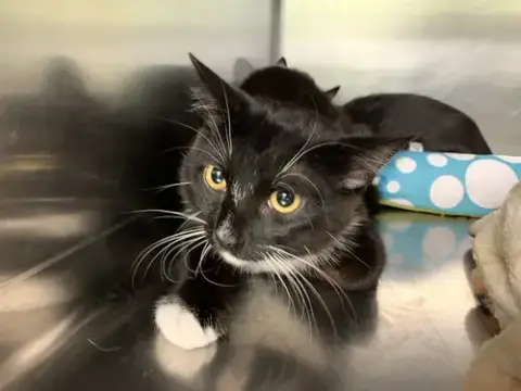 Zorro