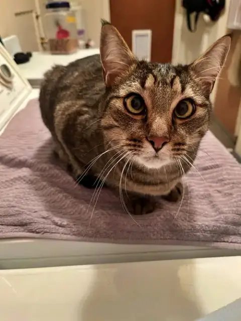 Tigger #1745N- Offered By Owner photo 4