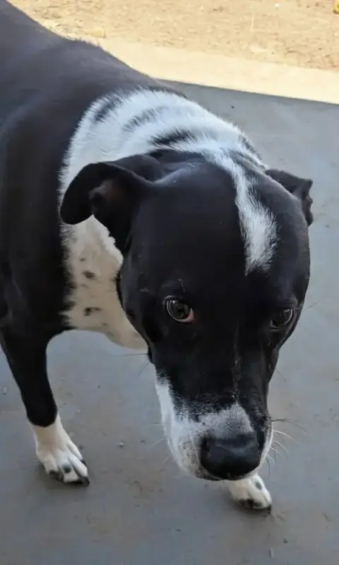 Smokey photo 3